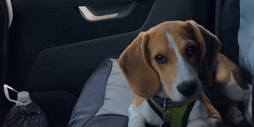 The 8 Best Trucking Companies with Pet Policies